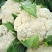 【精品】只卖带土菜花苗，松花菜苗，花菜苗穴盘苗