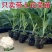 【精品】只卖带土菜花苗，松花菜苗，花菜苗穴盘苗