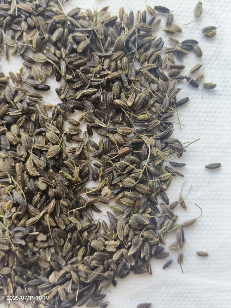 新产南沙参种子药材种子沙参籽春秋种植一年生论斤卖
