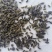 新产南沙参种子药材种子沙参籽春秋种植一年生论斤卖