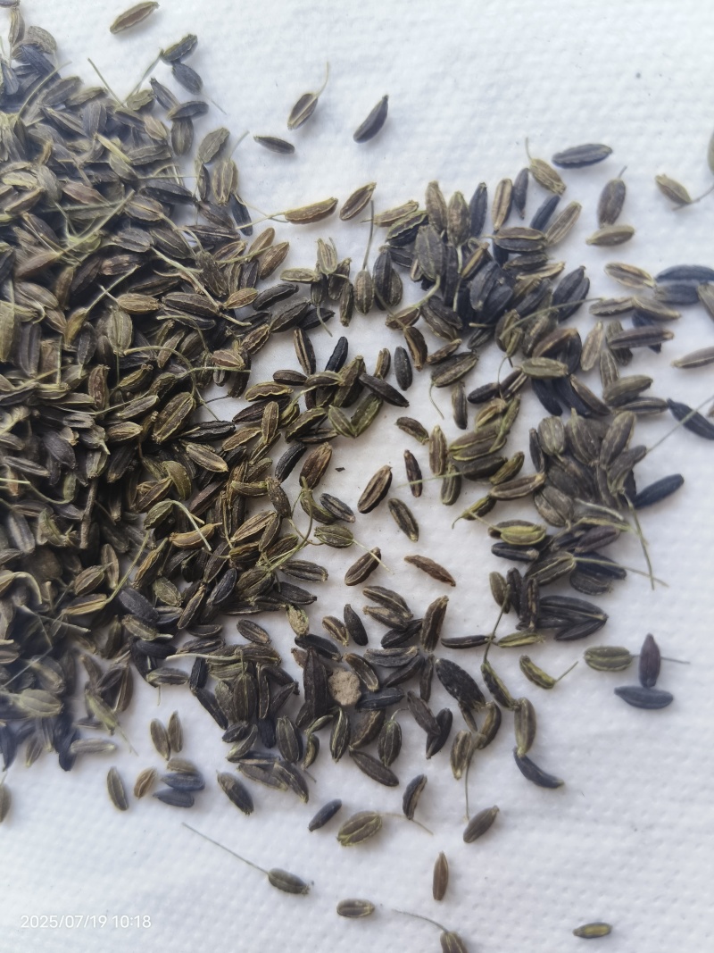 新产南沙参种子药材种子沙参籽春秋种植一年生论斤卖