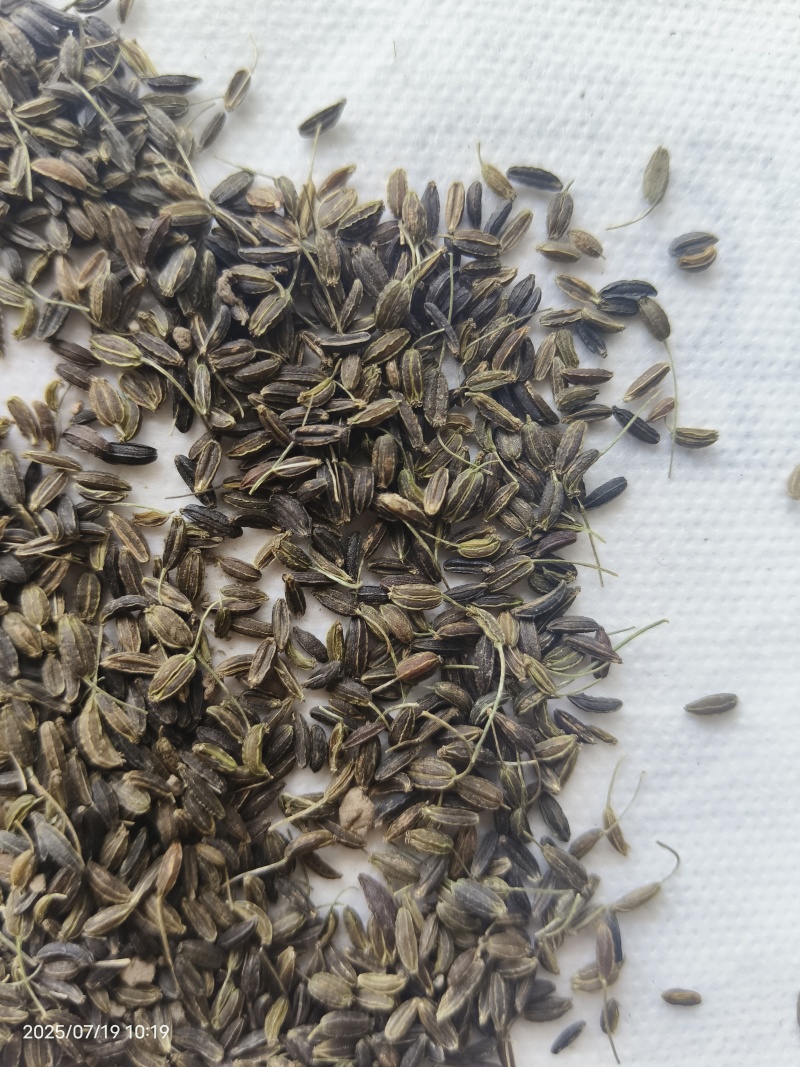 新产南沙参种子药材种子沙参籽春秋种植一年生论斤卖