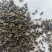 新产南沙参种子药材种子沙参籽春秋种植一年生论斤卖