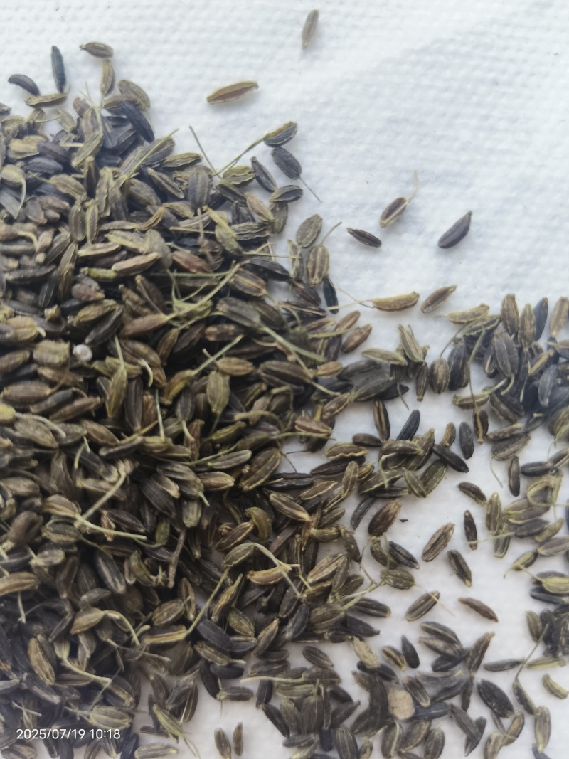 新产南沙参种子药材种子沙参籽春秋种植一年生论斤卖