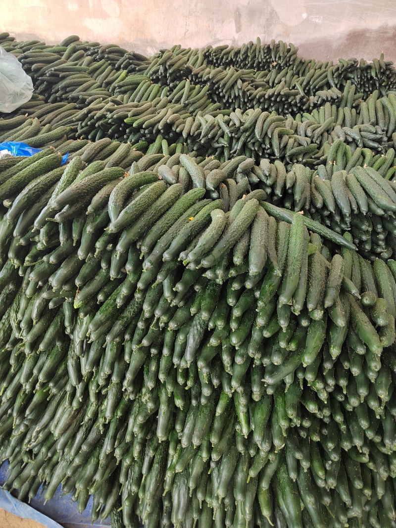 贵州密刺青瓜产地代办