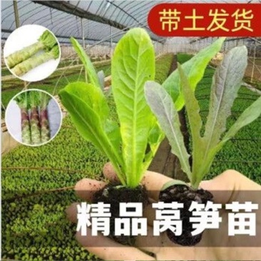 【三青皮莴笋苗】穴盘莴苣苗青莴苣苗，对接电商档口