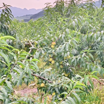 贵州高山黄桃