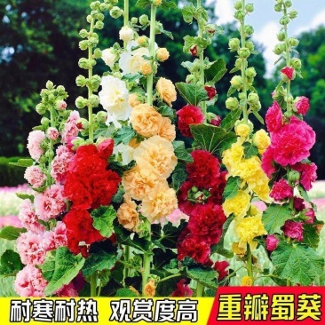 蜀葵种子厂家一手货源批发品质保证价格便宜欢迎咨询