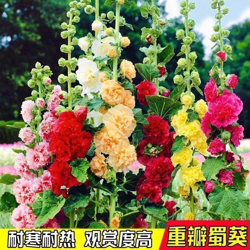 蜀葵种子厂家一手货源批发品质保证价格便宜欢迎咨询