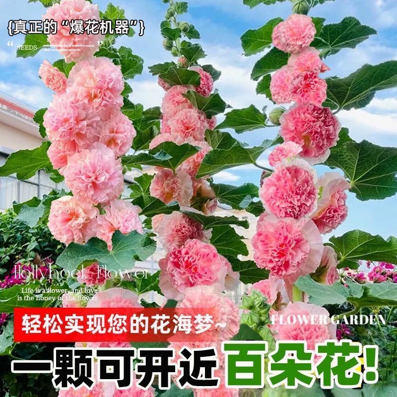 蜀葵种子厂家一手货源批发品质保证价格便宜欢迎咨询