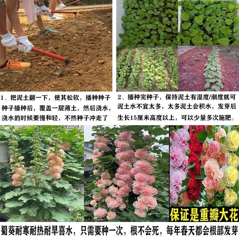 蜀葵种子厂家一手货源批发品质保证价格便宜欢迎咨询