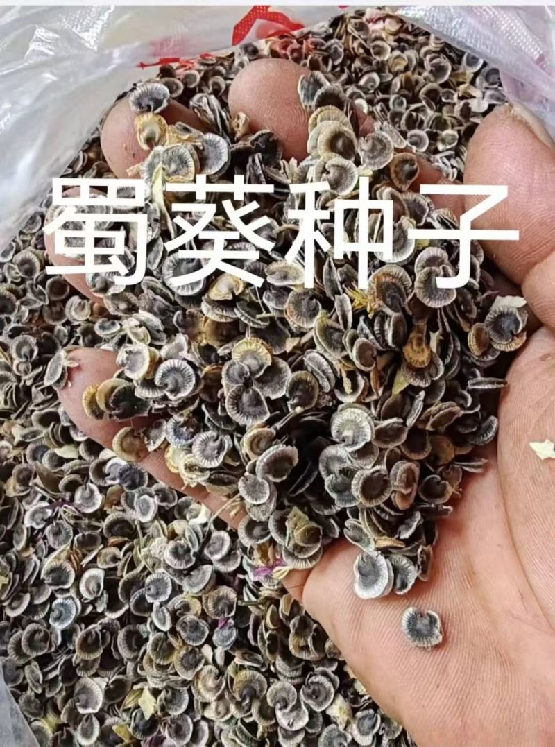 蜀葵种子厂家一手货源批发品质保证价格便宜欢迎咨询