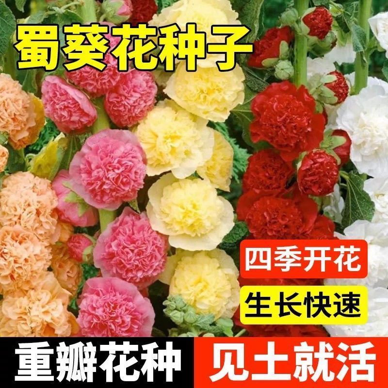 蜀葵种子厂家一手货源批发品质保证价格便宜欢迎咨询