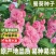 蜀葵种子厂家一手货源批发品质保证价格便宜欢迎咨询