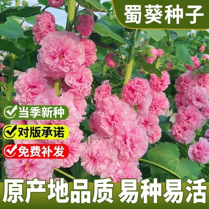 蜀葵种子厂家一手货源批发品质保证价格便宜欢迎咨询