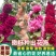 蜀葵种子厂家一手货源批发品质保证价格便宜欢迎咨询