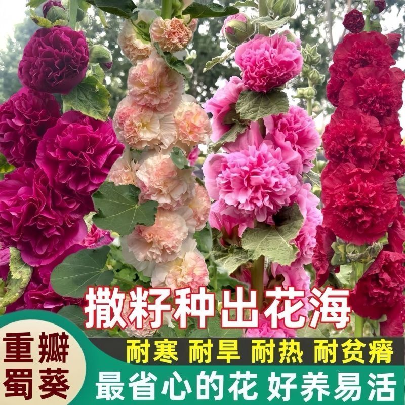 蜀葵种子厂家一手货源批发品质保证价格便宜欢迎咨询