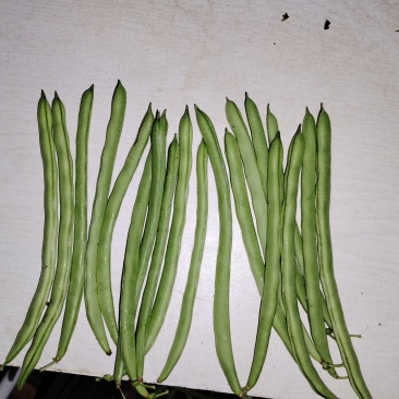 小金豆