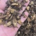 羌活野生羌活家种羌活正品质量保证假一赔十……