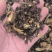 羌活野生羌活家种羌活正品质量保证假一赔十……