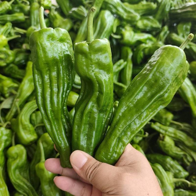 高山精品薄皮椒芜湖椒大量上市品质保证一手货源
