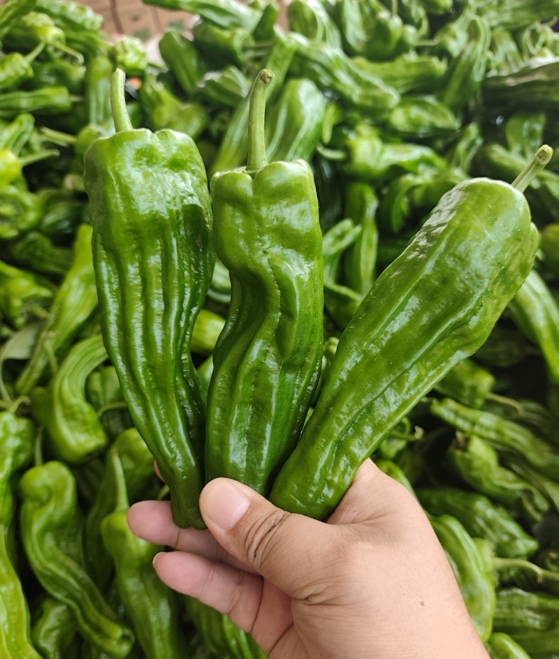 高山精品薄皮椒芜湖椒大量上市品质保证一手货源