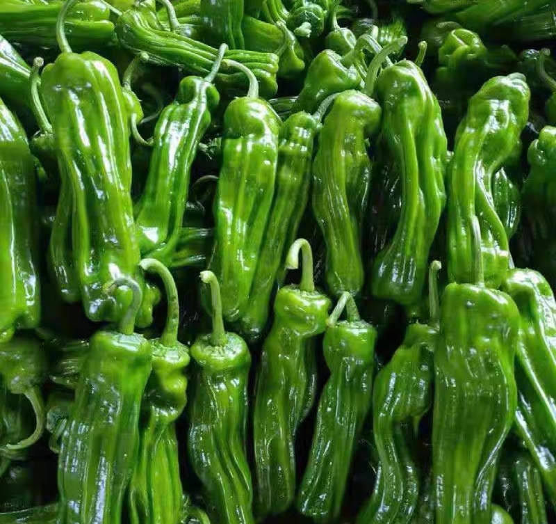 高山精品薄皮椒芜湖椒大量上市品质保证一手货源