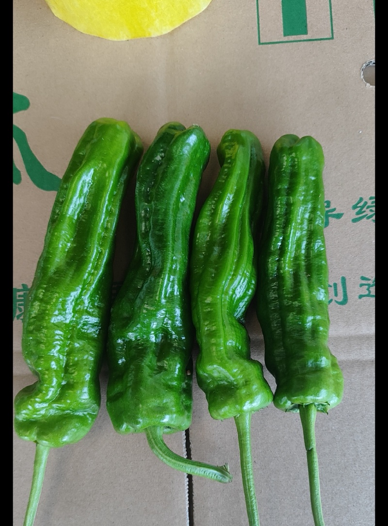 高山精品薄皮椒芜湖椒大量上市品质保证一手货源