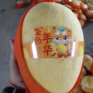 甘肃民勤蜜瓜大量上市，欢迎全国各地市场合作