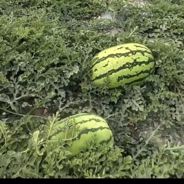 正宗石头瓜！产地直发一手货源质量保证！