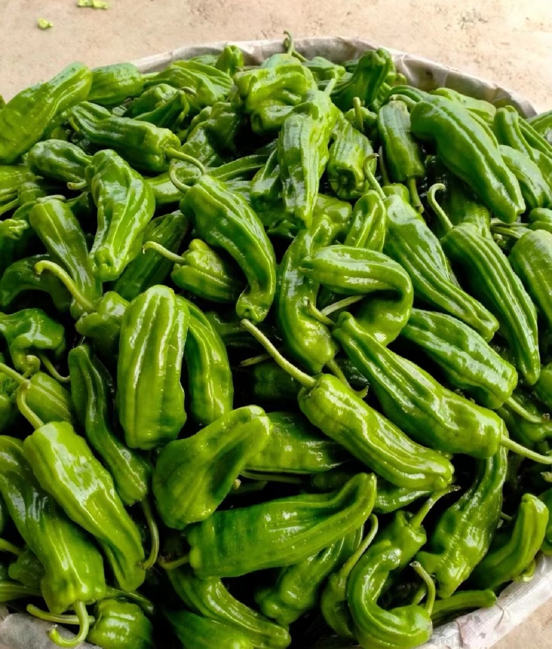 湖北高山鲜辣椒薄皮椒芜湖椒大量供应一手货源