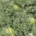 甘肃省古浪县金花西瓜含糖高，农场自营拒绝套路金花1号