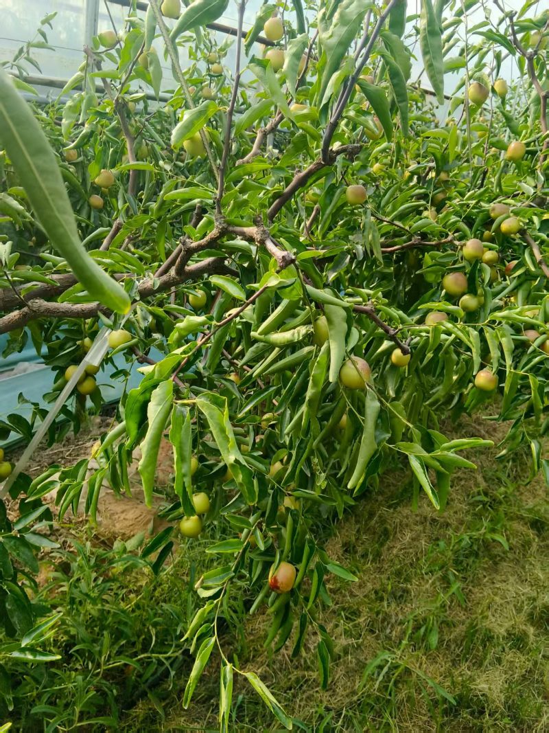 陕西大荔冬枣大量上市中，产地一手货源现摘现发，视频看货