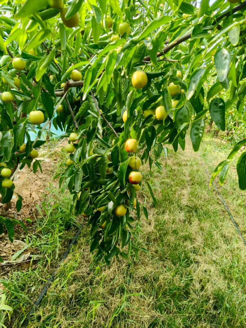 陕西大荔冬枣大量上市中，产地一手货源现摘现发，视频看货