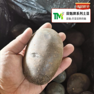 黑紫色土豆黑金刚黑美人大中小全年无休大量供应批发电商市场