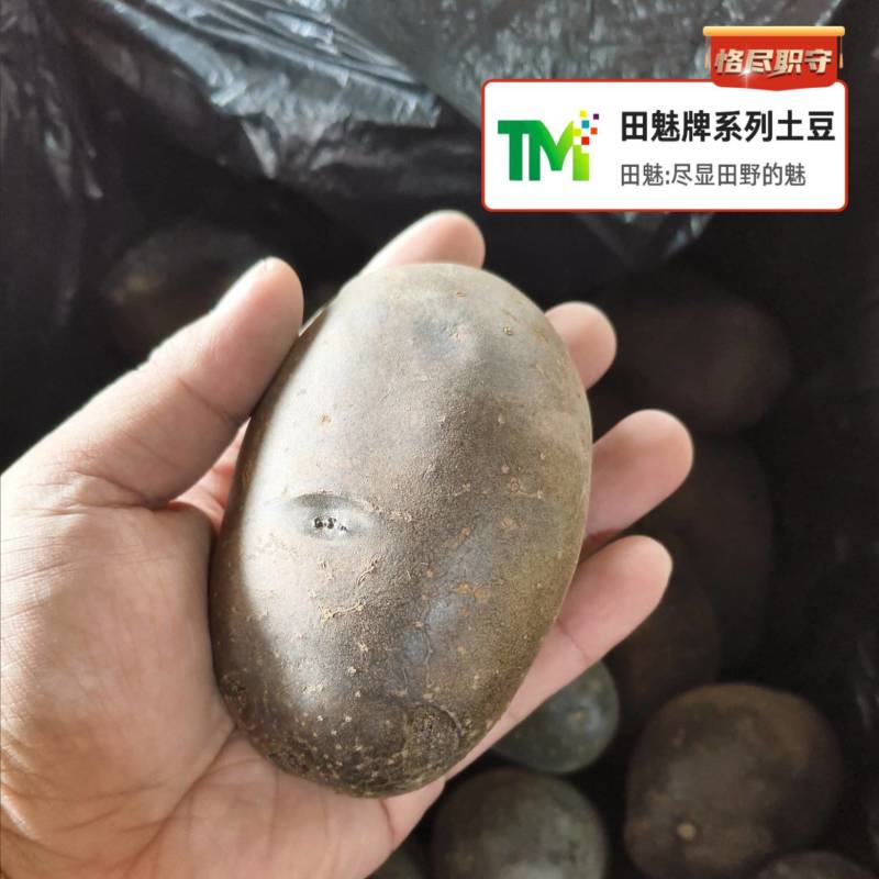黑紫色土豆黑金刚黑美人大中小全年无休大量供应批发电商市场