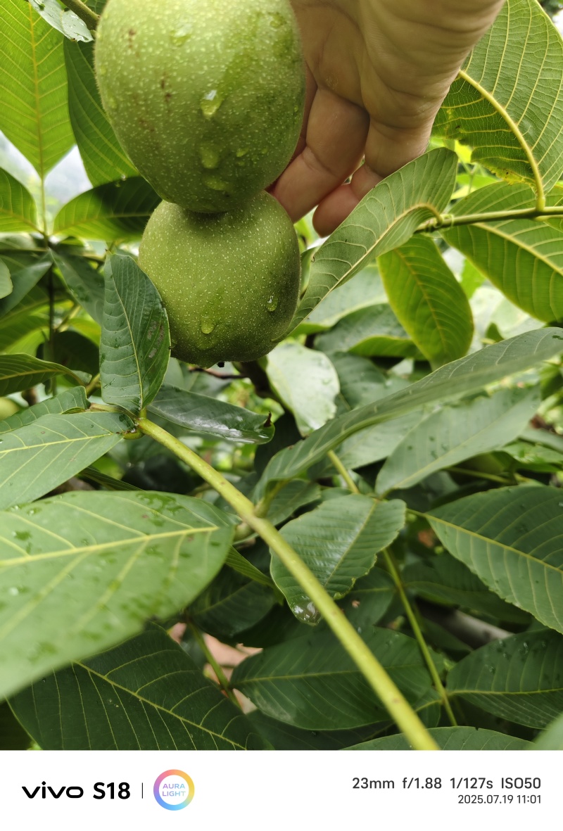 大优核桃大量上市