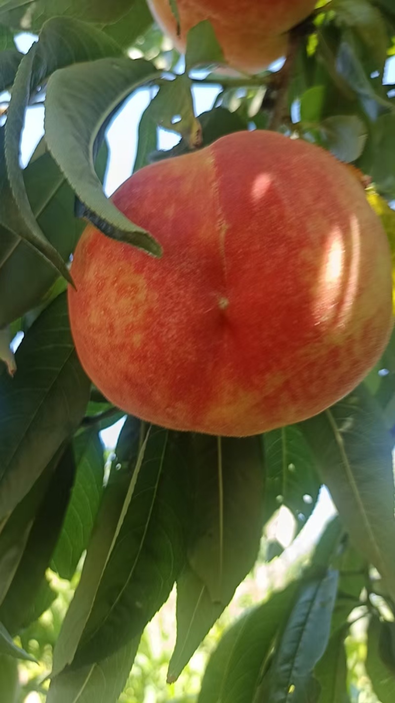 河北早凤王桃新鲜上市清甜可口价格美丽大量现货