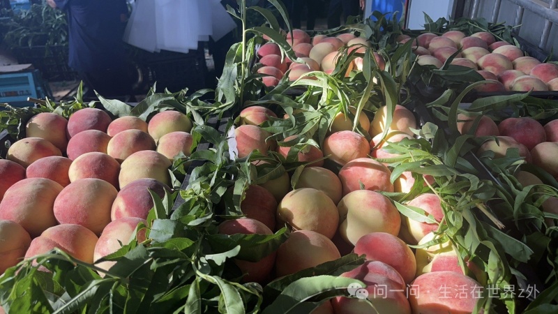 河北早凤王桃新鲜上市清甜可口价格美丽大量现货