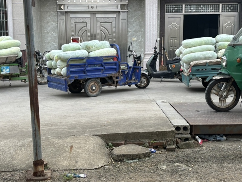 慈溪西三白皮地冬瓜上车两毛五一斤上车
