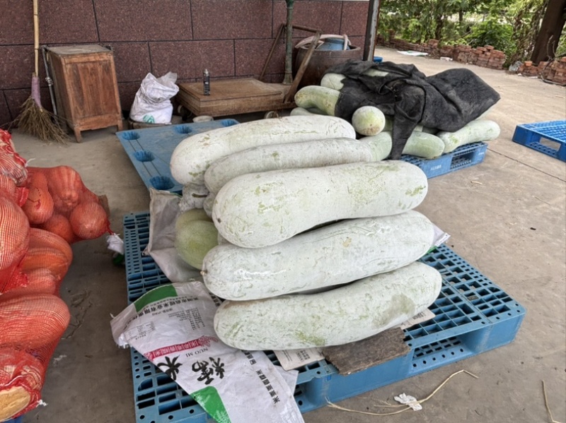 慈溪西三白皮地冬瓜上车两毛五一斤上车