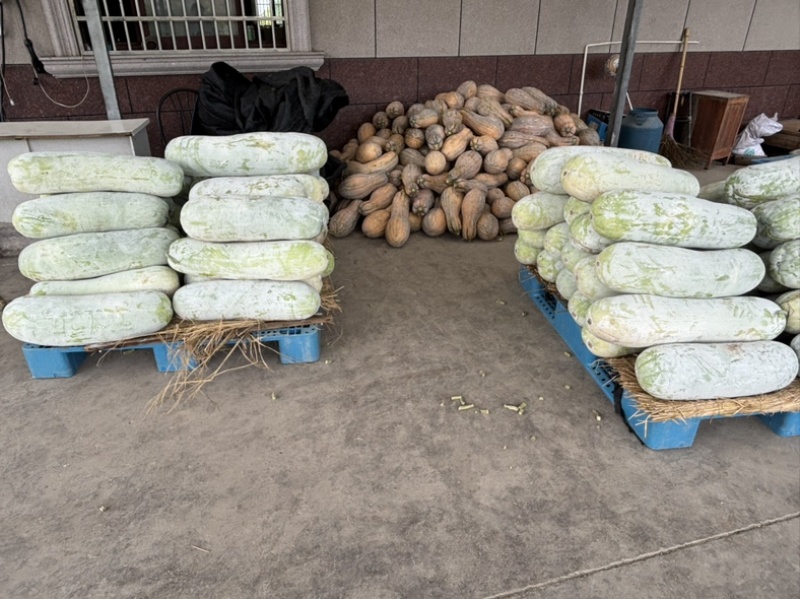 慈溪西三白皮地冬瓜上车两毛五一斤上车