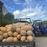 慈溪西三白皮地冬瓜上车两毛五一斤上车