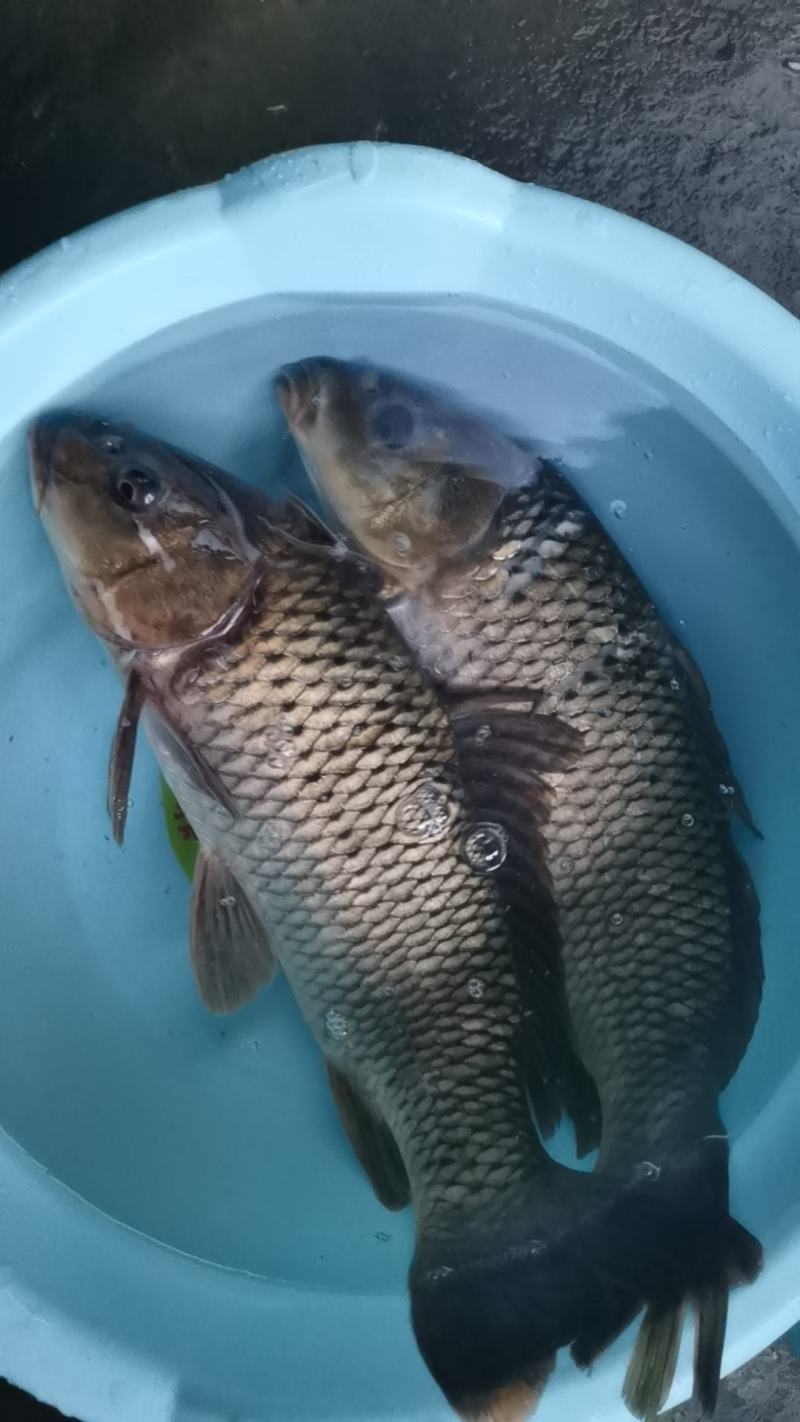 鲤鱼