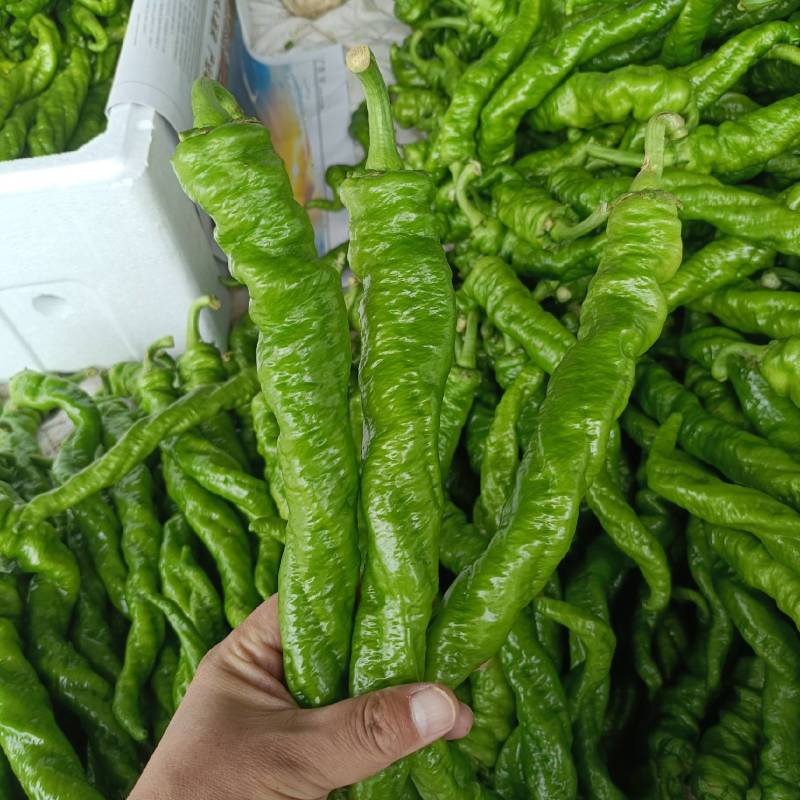 河南螺丝椒大量上市中，颜色亮条形好，视频看货对接全国