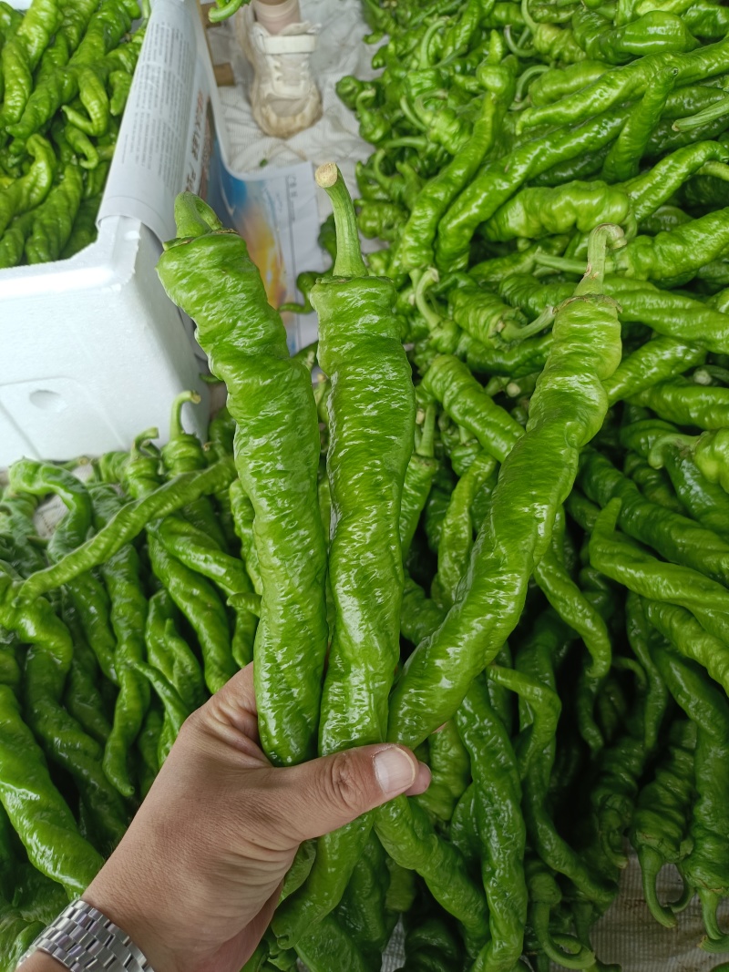 河南螺丝椒大量上市中，颜色亮条形好，视频看货对接全国
