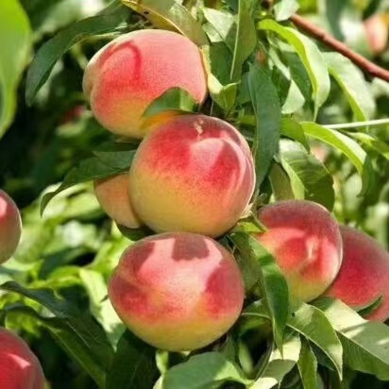 正宗大寿桃，自家种植，无公害产品，清脆可口