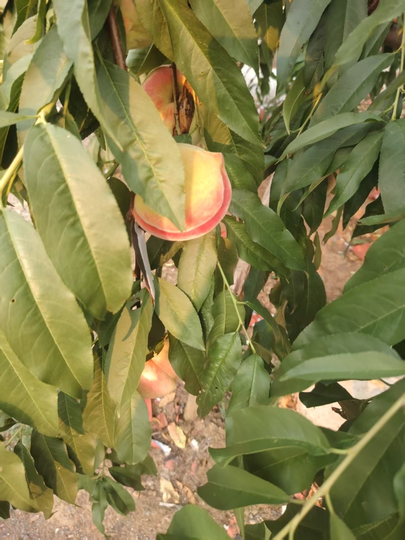 正宗大寿桃，自家种植，无公害产品，清脆可口