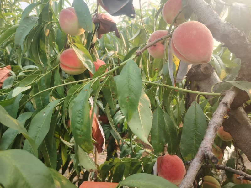 正宗大寿桃，自家种植，无公害产品，清脆可口