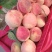 正宗大寿桃，自家种植，无公害产品，清脆可口